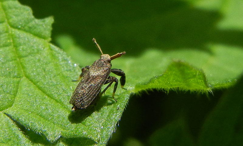 delfacide: Asiraca clavicornis